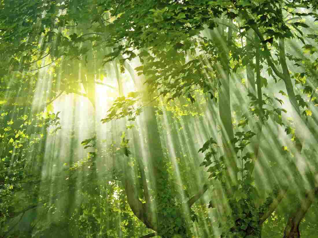 Are there fairies in the multiverse?