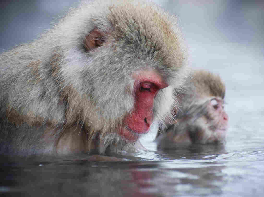Snow monkeys.