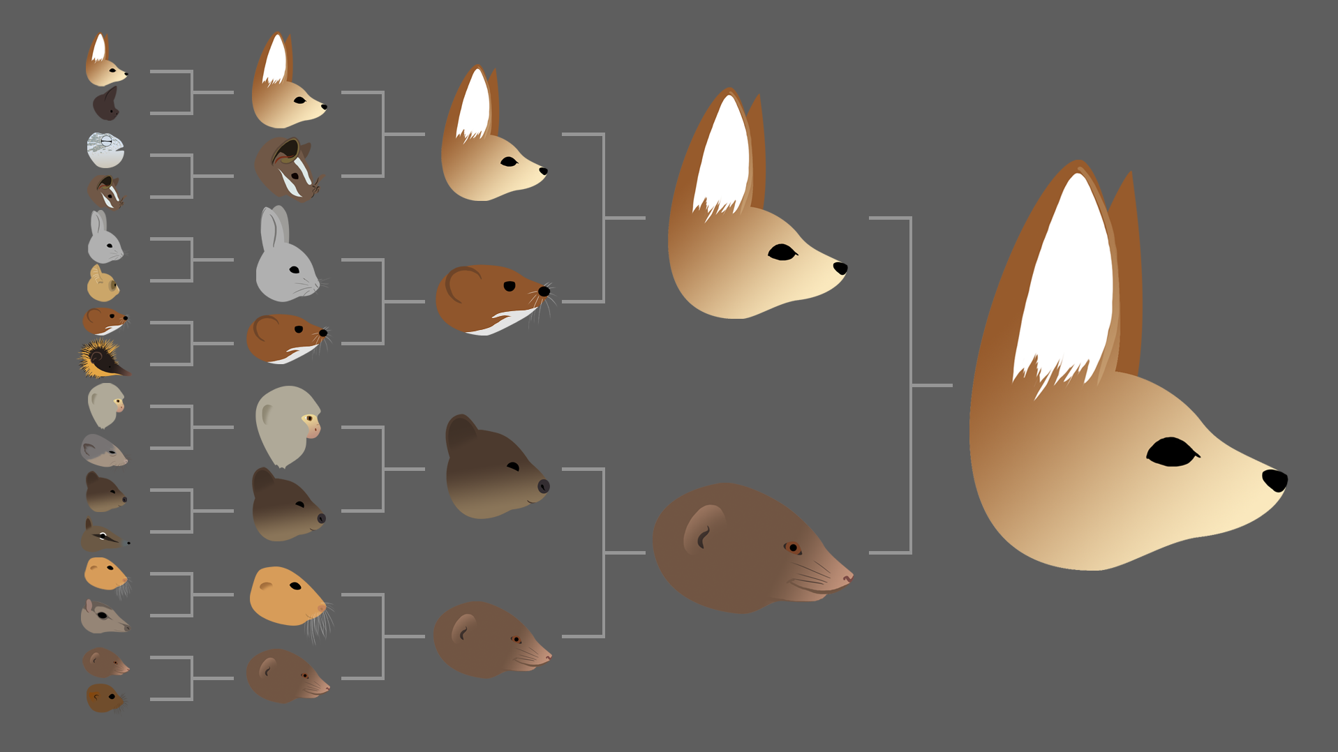 One possible result in the Mighty Mini Mammals division of 2015's Mammal March Madness tournament. If the species that's seeded highest always wins its bracket, the fennec fox will beat out the rest of the division and advance to the final four. (NPR)