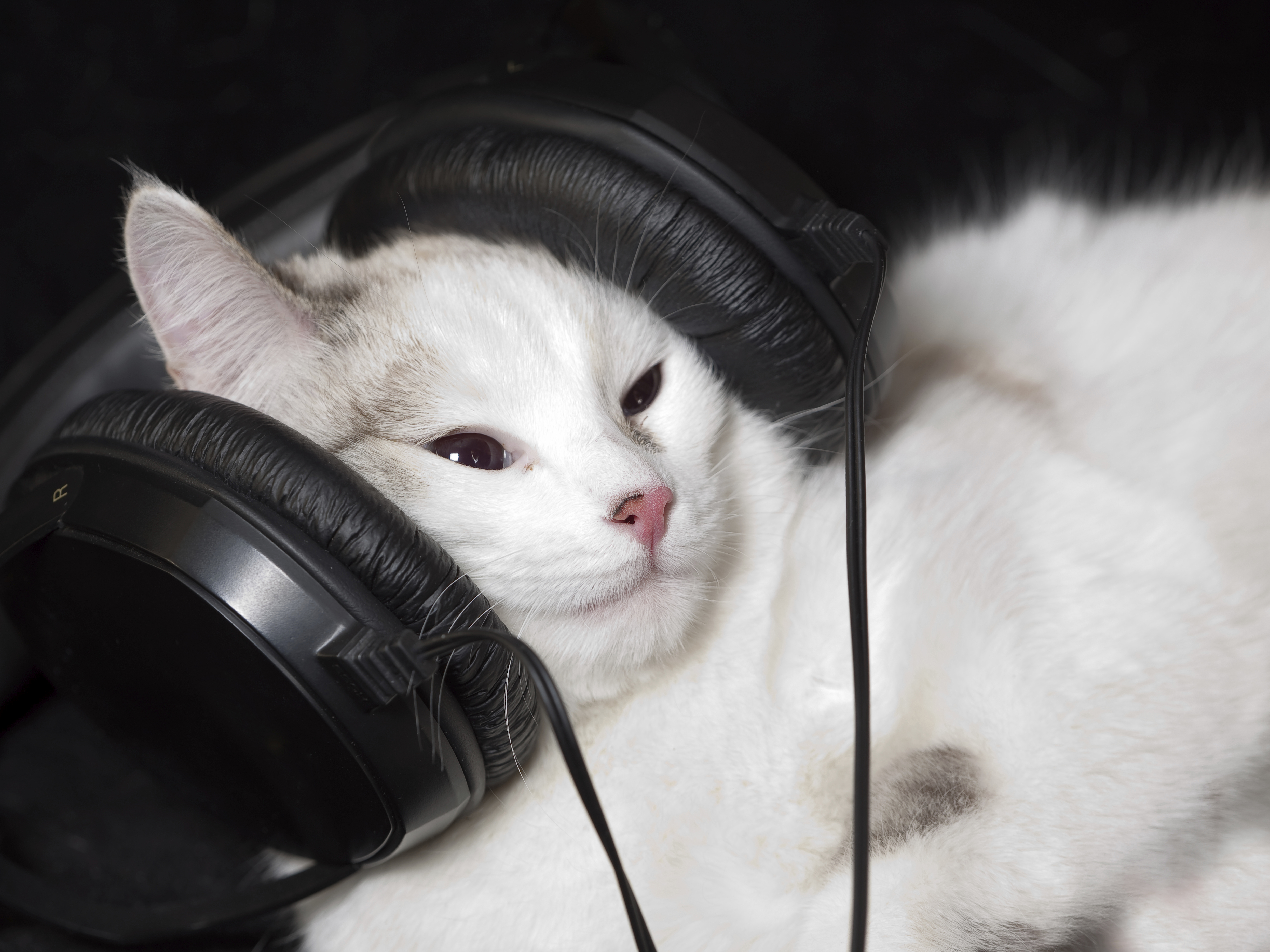 These Tunes Are Music To Your Cats' Furry Ears