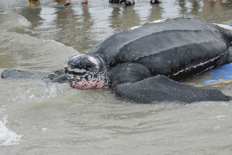 After Rescue, Massive Sea Turtle Released Into Atlantic : The Two-Way : NPR