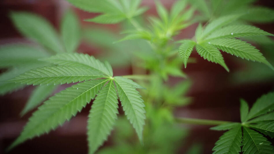 Polls show changing American opinion on marijuana, and it's having an effect on politics. (Leon Neal/AFP/Getty Images)