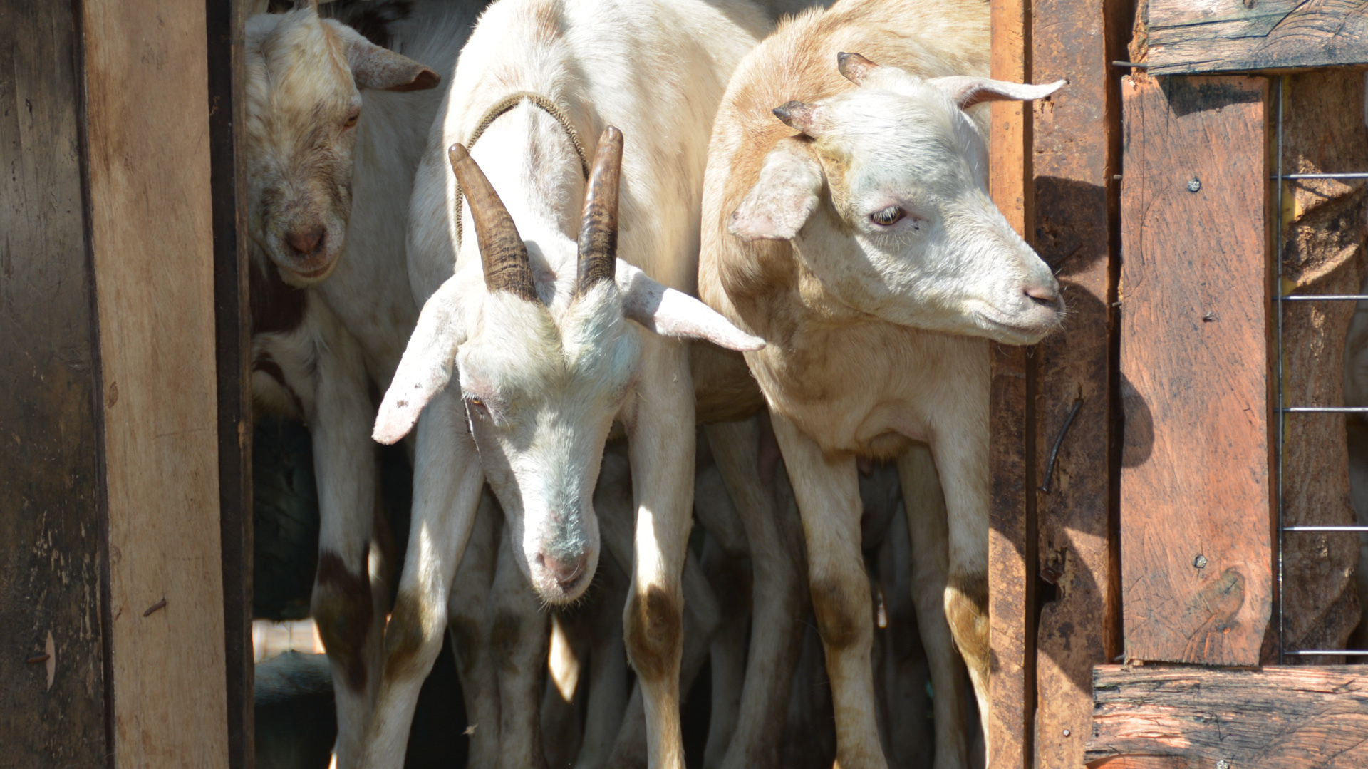 'Supergoats' help Kenyan farmers adapt to climate change