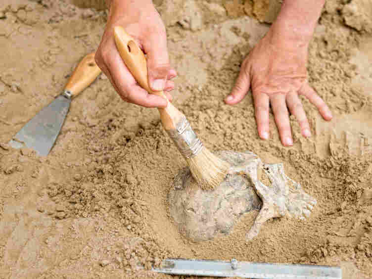 Archaeologist brushing skull on archaeological site.