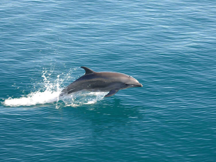 Bottlenose dolphin.