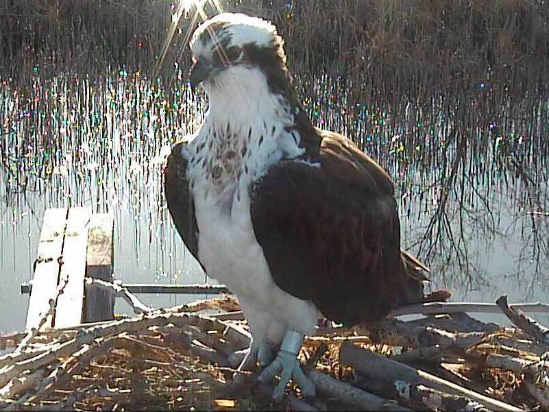 osprey cam boulder