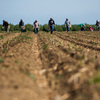 Workers pick asparagus in early April at Del Bosque Farms in Firebaugh, Calif. This year, some farmers in the state will get water, others won't, based on when their land was first irrigated. Workers pick asparagus in early April at Del Bosque Farms in Firebaugh, Calif. This year, some farmers in the state will get water, others won't, based on when their land was first irrigated.