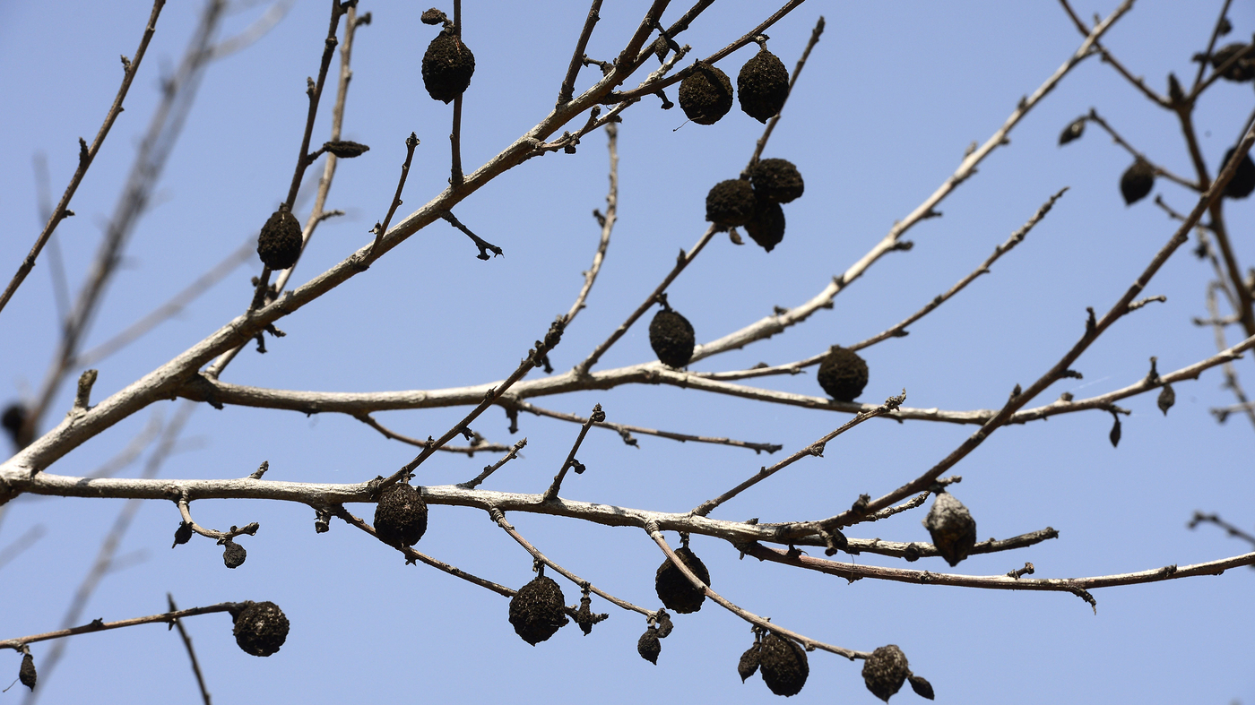 How Almonds Became A Scapegoat For California's Drought The Salt NPR