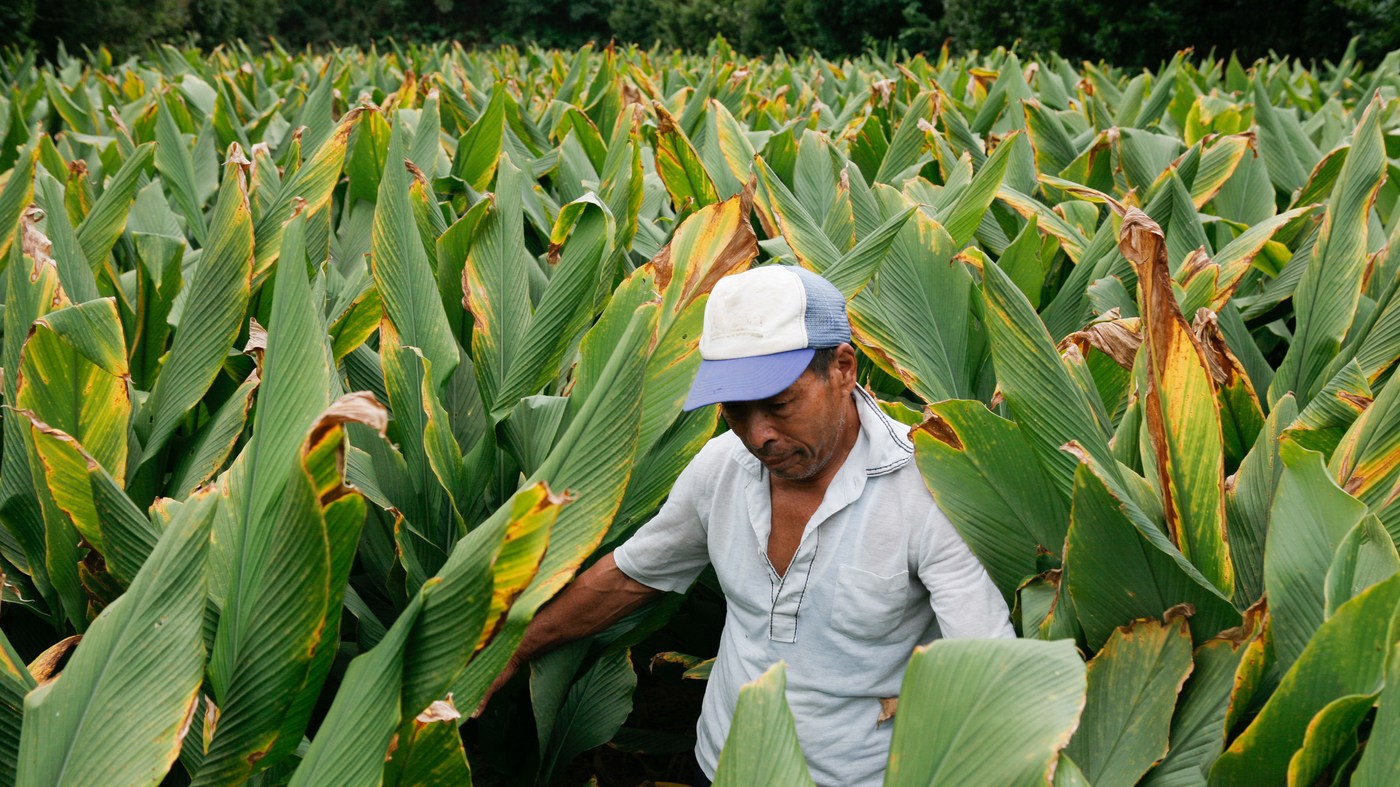 Tea Tuesdays From The Blue Zones, TeaDrinking Tips For A Longer Life