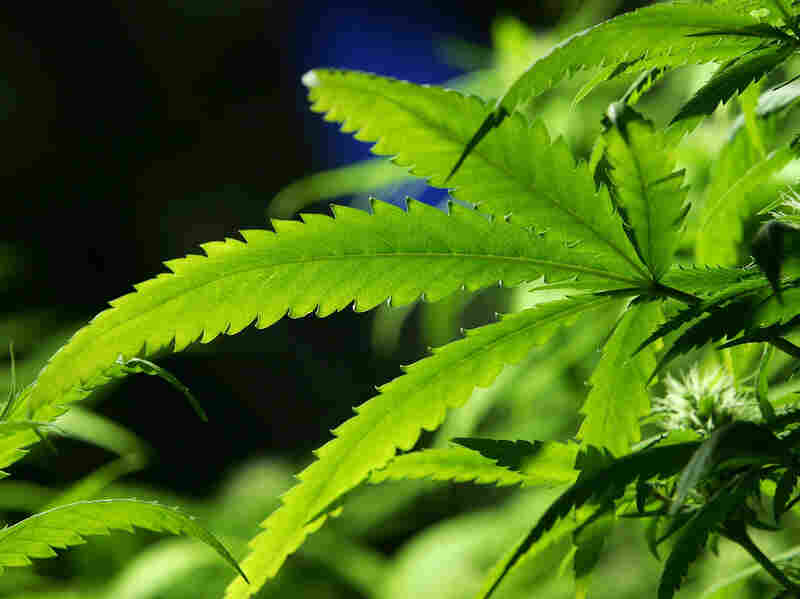 A cannabis plant.