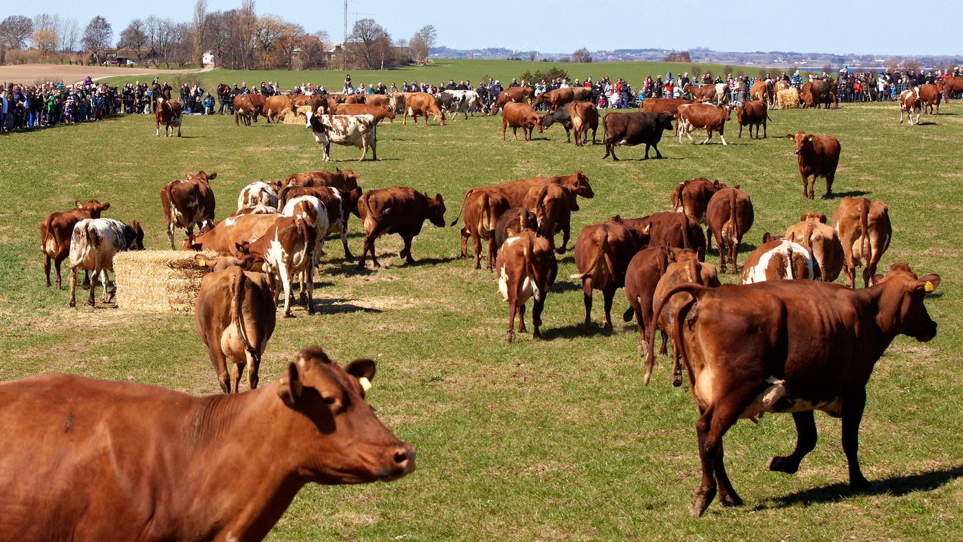 when danish cows see