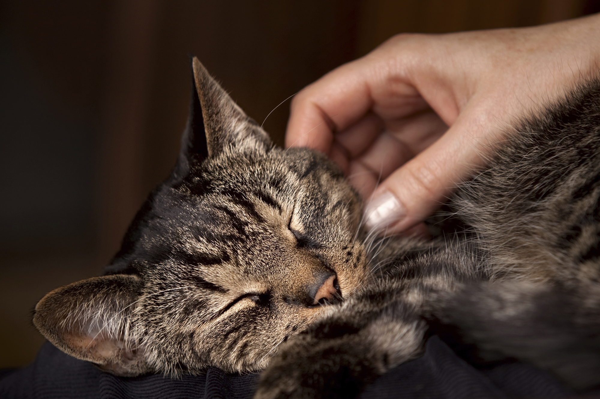 Humans Use Of Pain Relief Creams Proves Fatal To Felines Shots Health News NPR