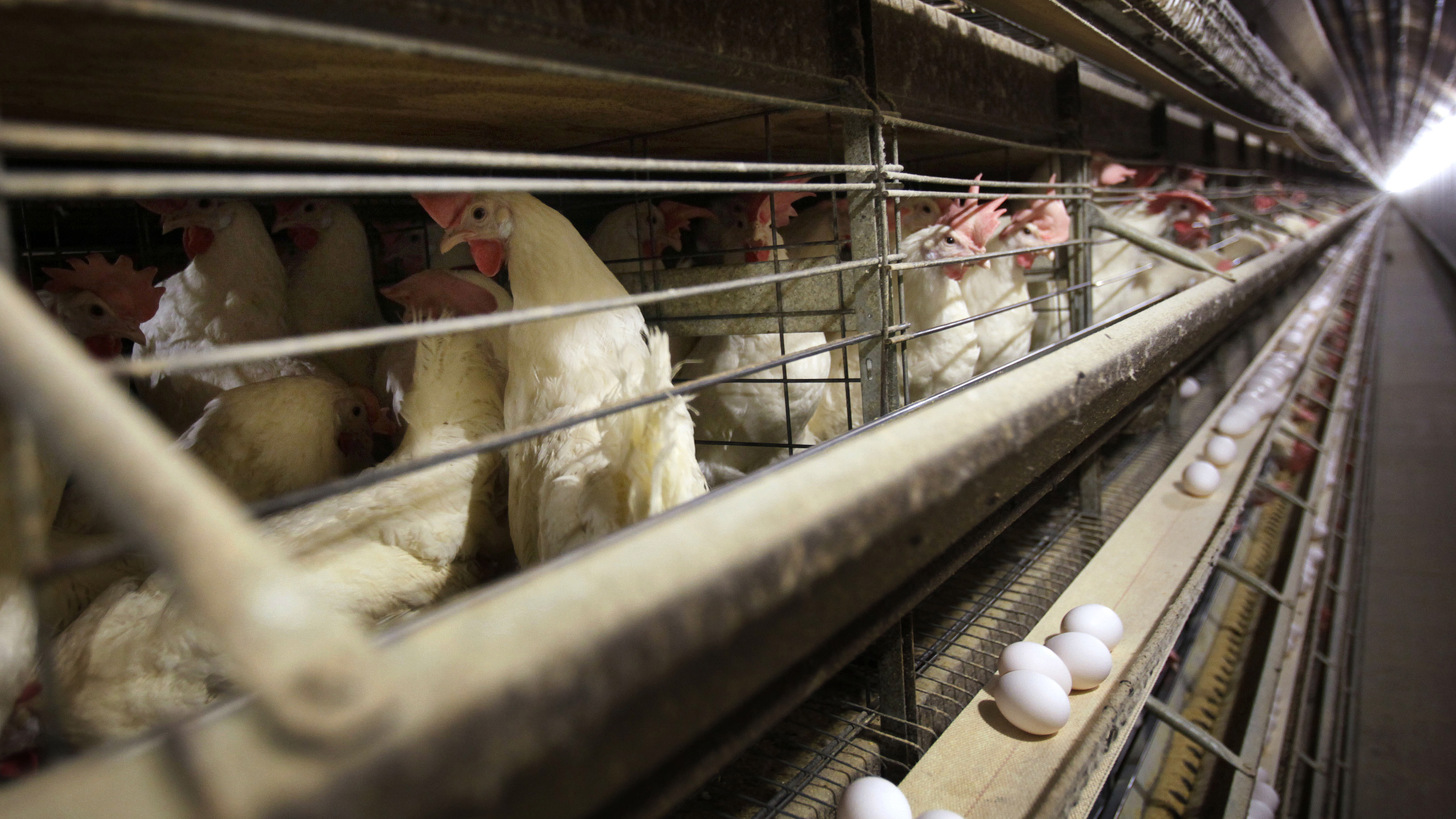 Millions Of Chickens To Be Killed As Bird Flu Outbreak Puzzles