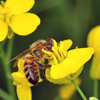 A honeybee forages for nectar and pollen from an oilseed rape flower.