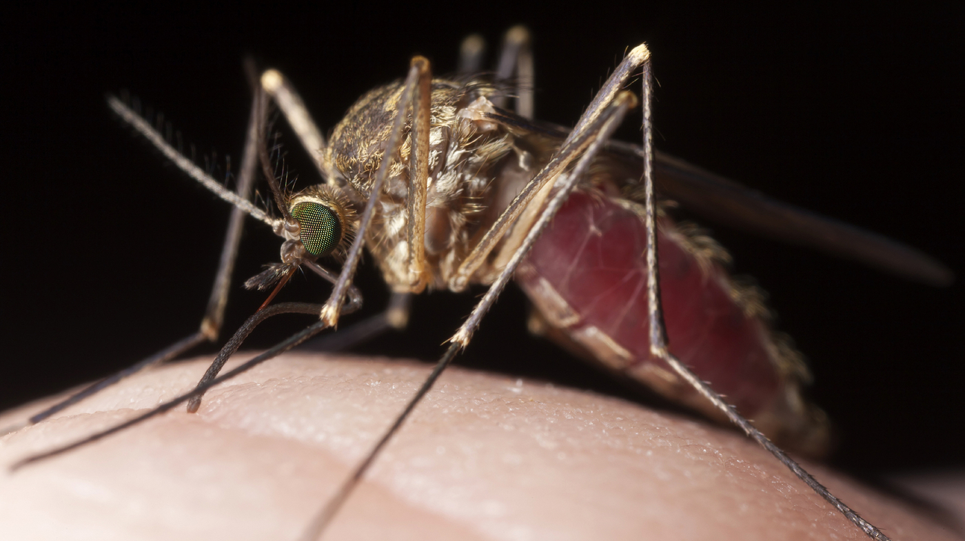 Why Do Mosquitoes Like To Bite You Best? It's In Your Genes Shots
