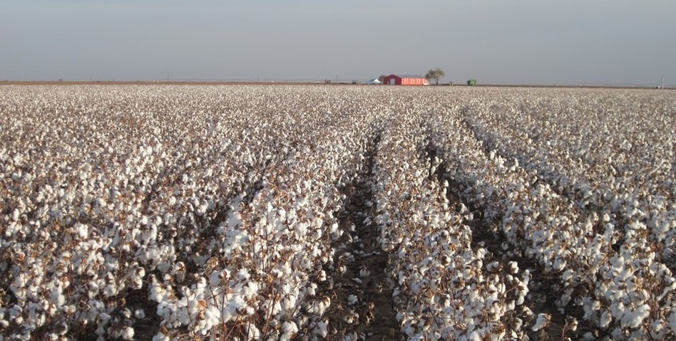 The Zady clothing line sources cotton from the Texas Organic Cotton Cooperative in Lubbock, Texas. (Zady)