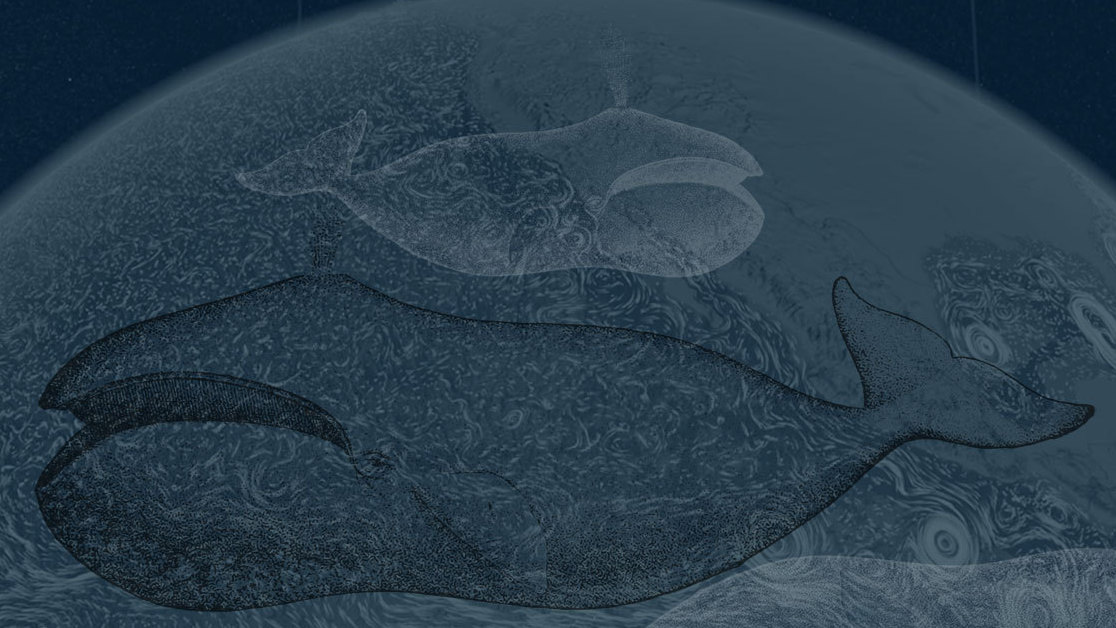  (Photo Illustration by NPR)