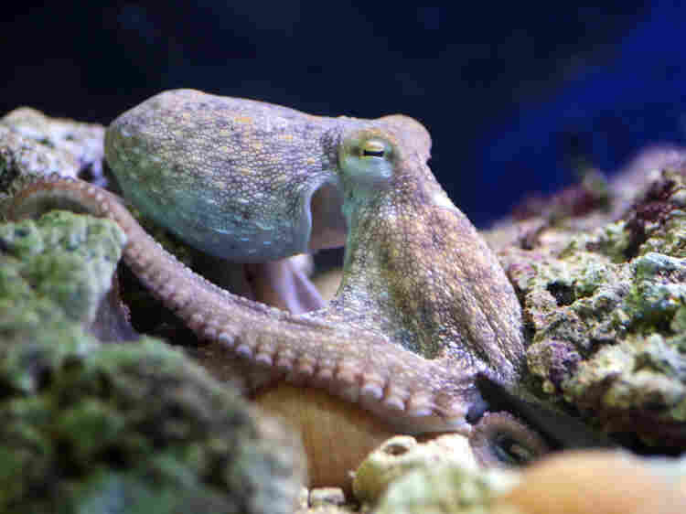 A common octopus.