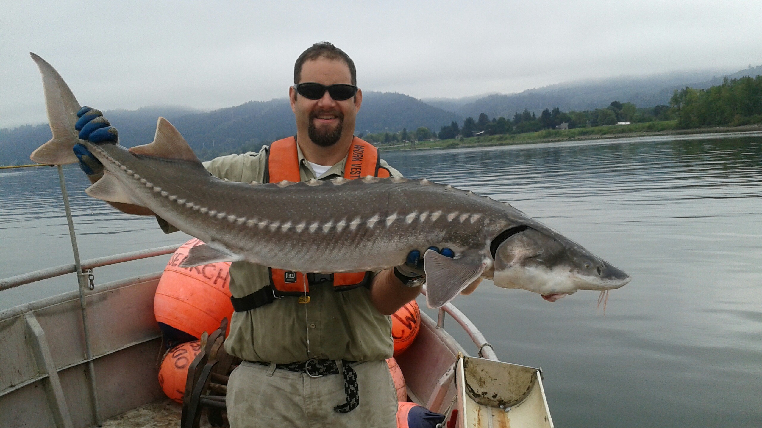 Columbia River white sturgeon  Washington Department of Fish