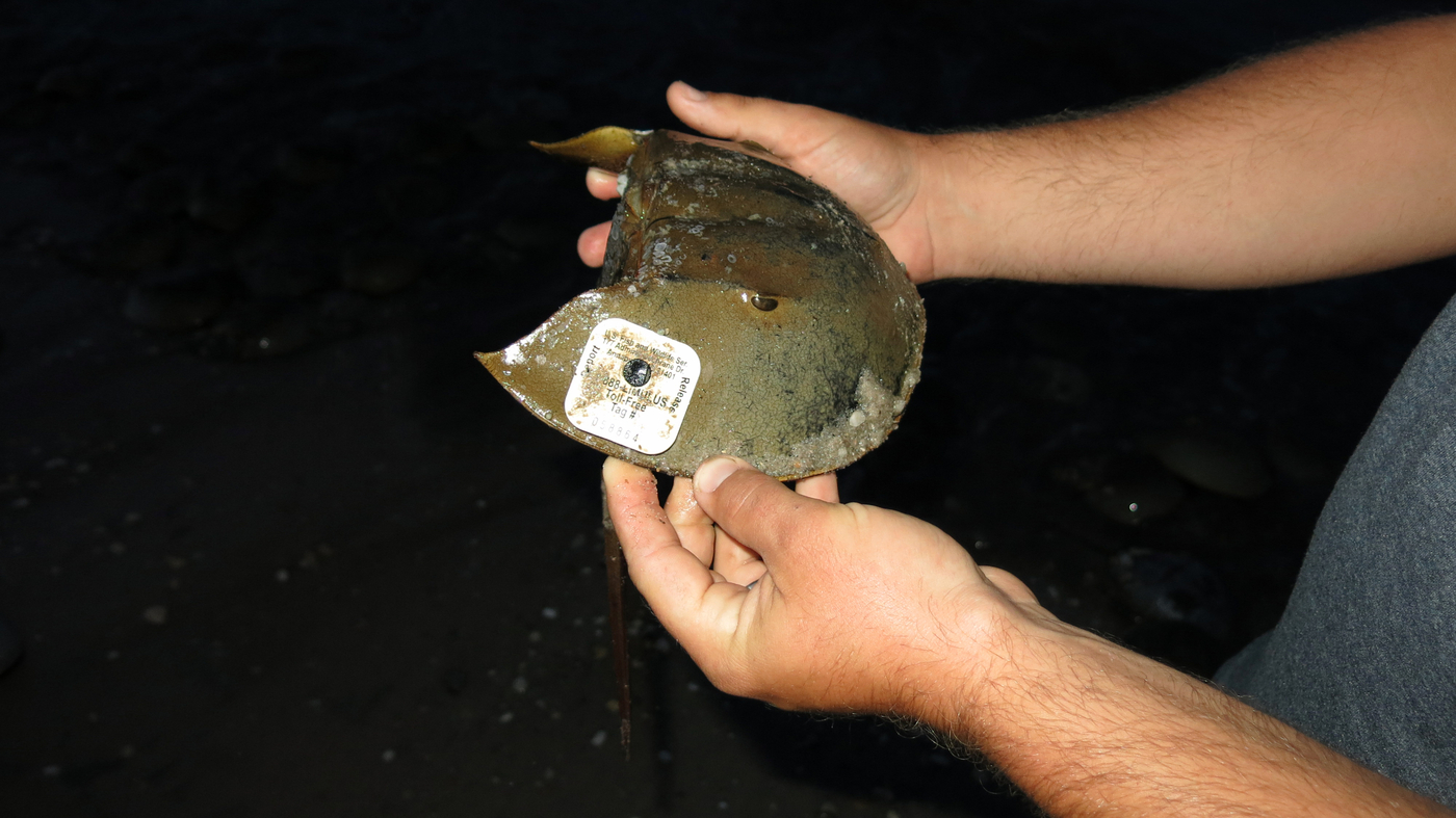 It's Spawning Season Are Horseshoe Crabs Down For the Count? NPR