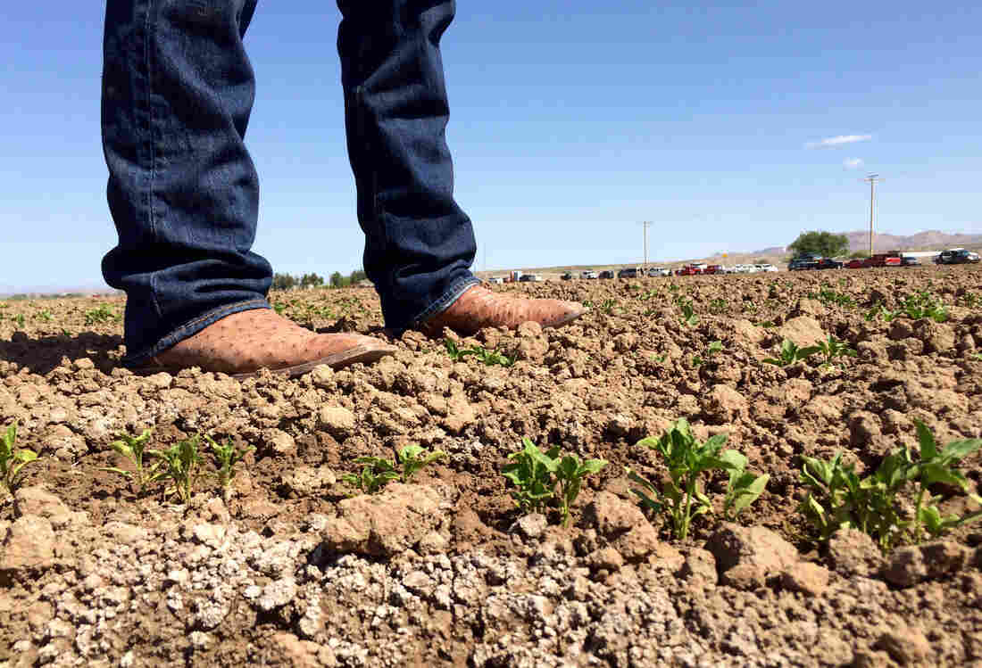 Salt appears in white clumps in a newly sprouted chile field in Garfield, N.M.