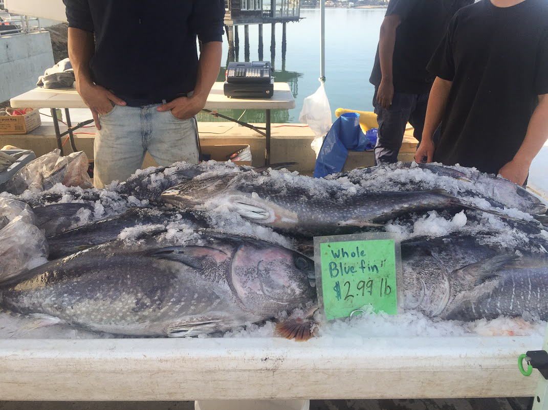 Why Is This Fisherman Selling Threatened Bluefin Tuna For 2.99 A Pound