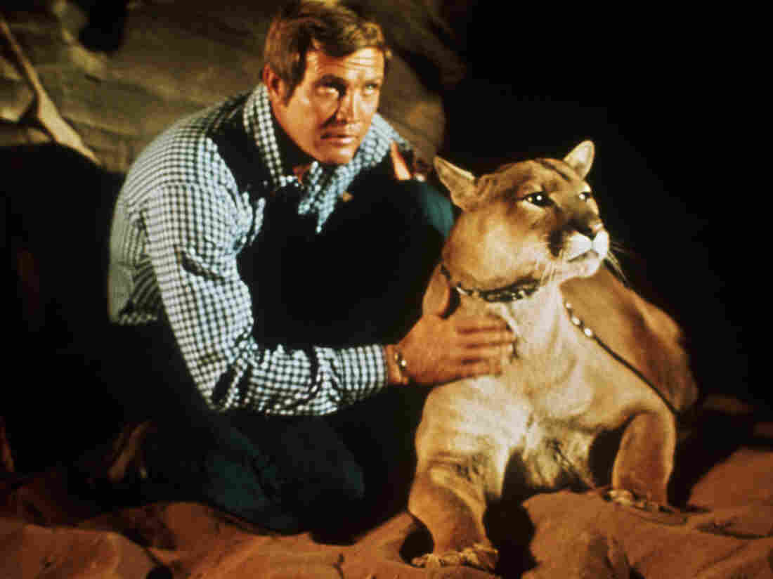 Lee Majors, as Col. Steve Austin, with a cougar in an episode of The Six Million Dollar Man television program.