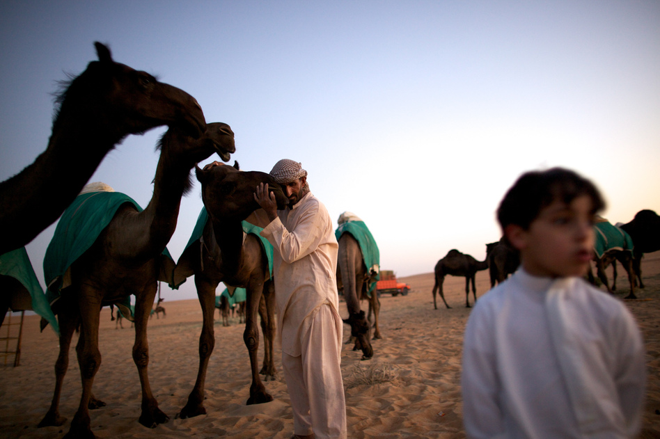 A dangerous nuzzle? A man in western Abu Dhabi hugs a camel brought in from Saudi Arabia for beauty contests. Middle East respiratory syndrome circulates in camels across the Arabian Peninsula. (Dave Yoder/National Geographic)