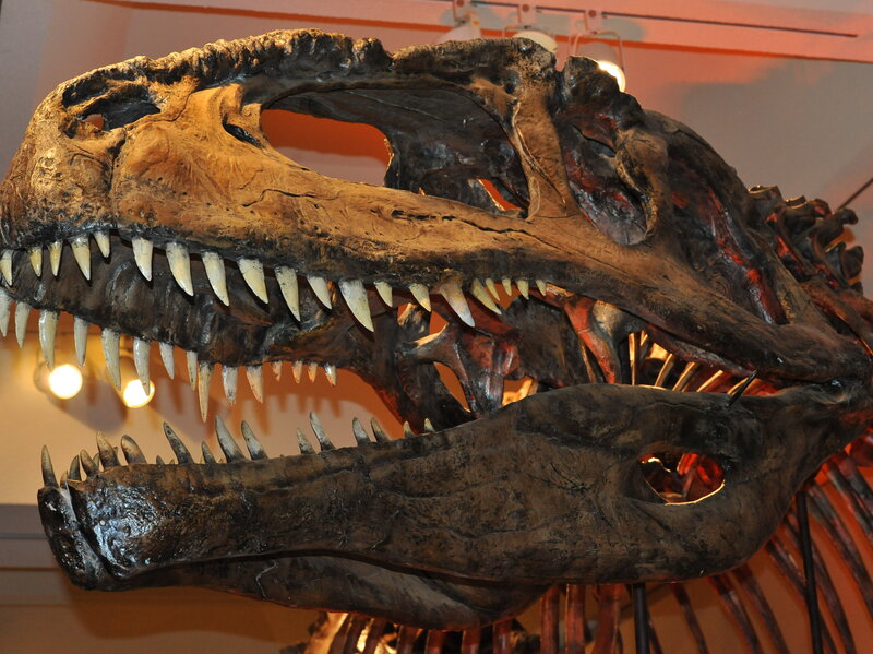 Image result for giganotosaurus skull