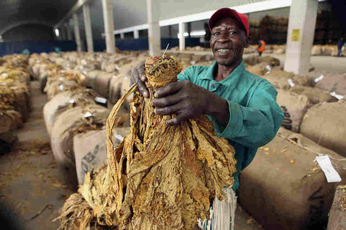 A worker at Boka Tobacco auction floors displays some of the tobacco crop, in Harare, Zimbabwe, Tuesday May 14, 2013. The country's tobacco selling season kicked off in February and to date tobacco worth over $400 million dollars has been sold to buyers mostly from China and the European Union.