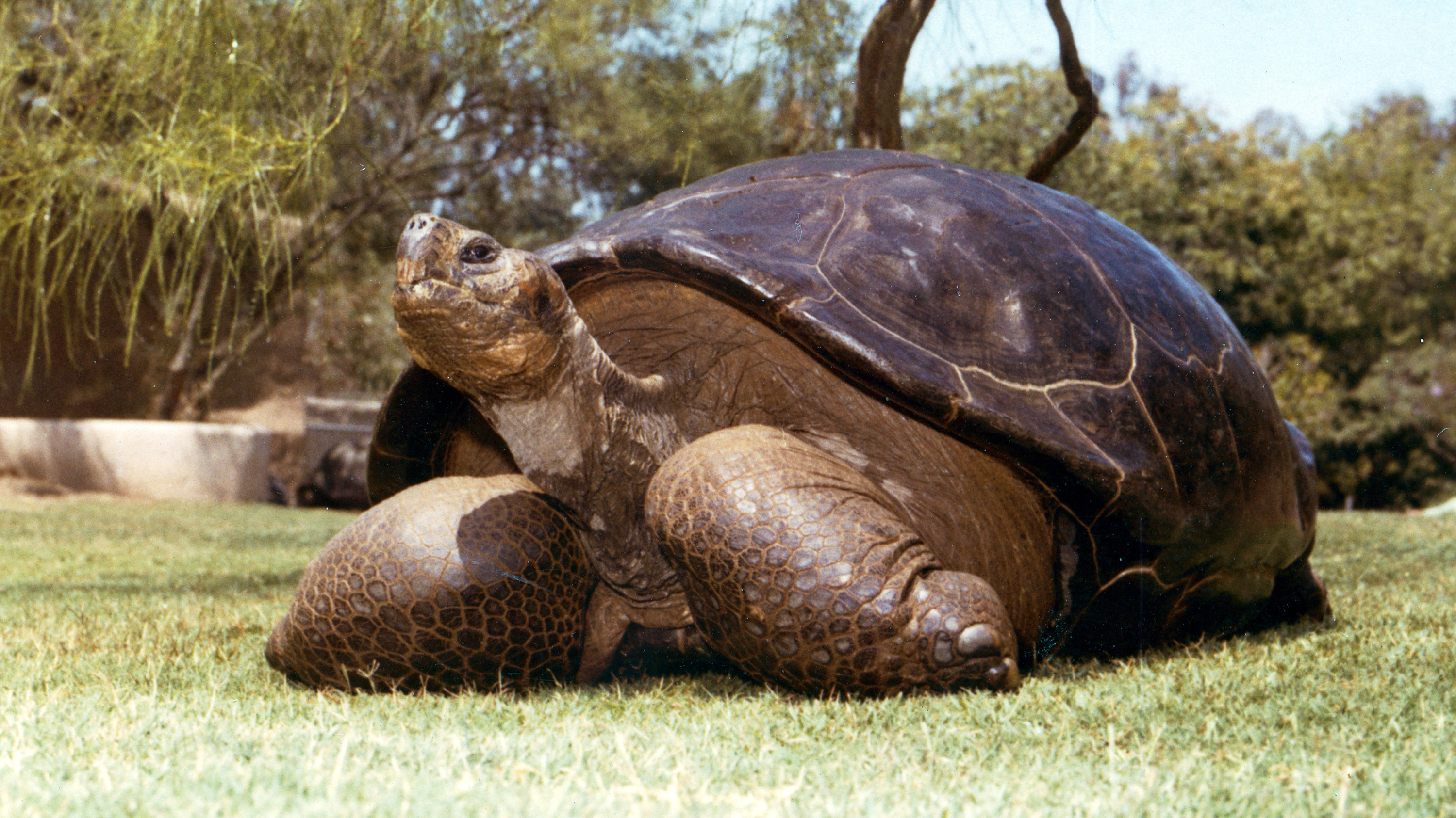 Speed Galapagos Tortoise Who Came To San Diego In 1933 Dies At