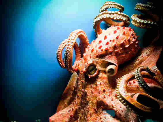 Giant octopus.