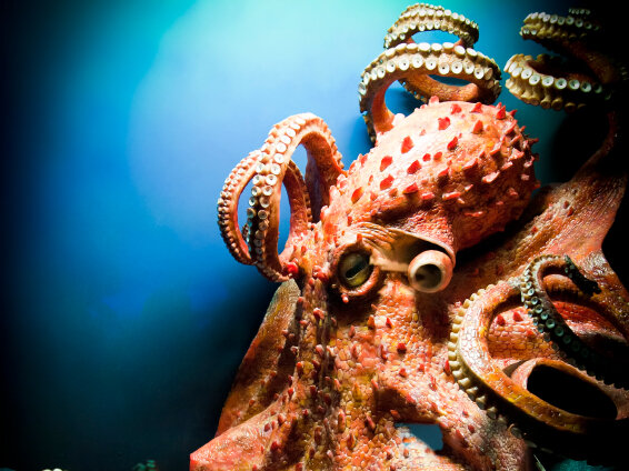 octopus npr