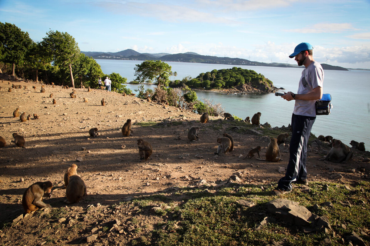 Puerto Rico's Monkey Island Lures Scientists For Generations NPR