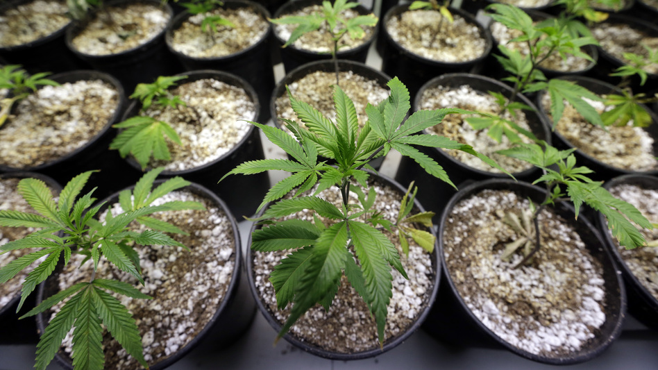 In Oregon, people can grow up to four marijuana plants per household. (Elaine Thompson/AP)