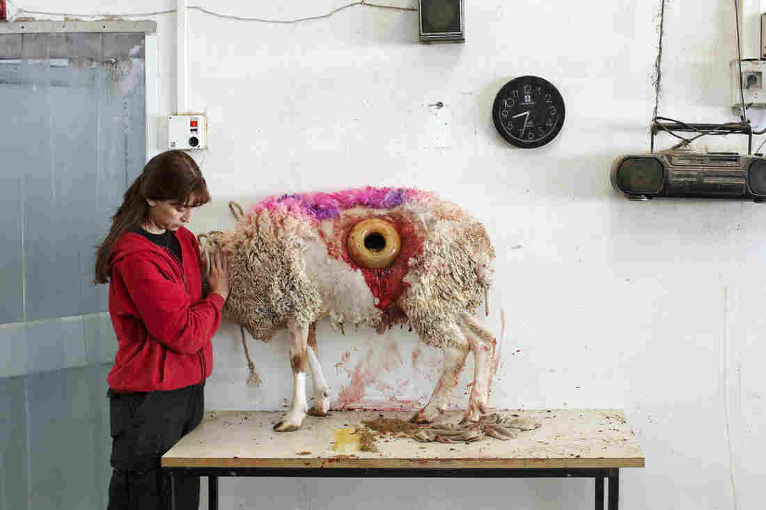 This untitled image by artist Martin Kollar, depicting a sheep with a hole in its stomach, is part of This Place, a photography exhibit now showing at the Tel Aviv Museum of Art.