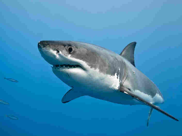 A great white shark in the Pacific Ocean near the coast of Guadalupe Island, Mexico.