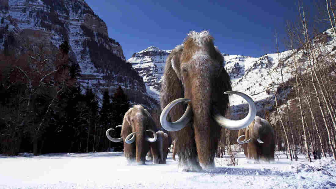 Image result for wooly mammoth ice snow