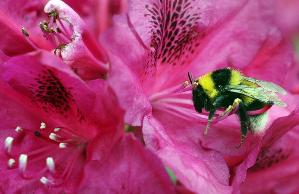A bumblebee collects pollen from a flower. New evidence suggests climate change has left bumblebees with a shrinking range of places to live.