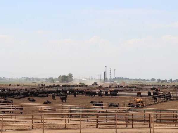 The Kuner Feedlot in Kersey, Colo., is part of JBS's Five Rivers cattle feeding operation.