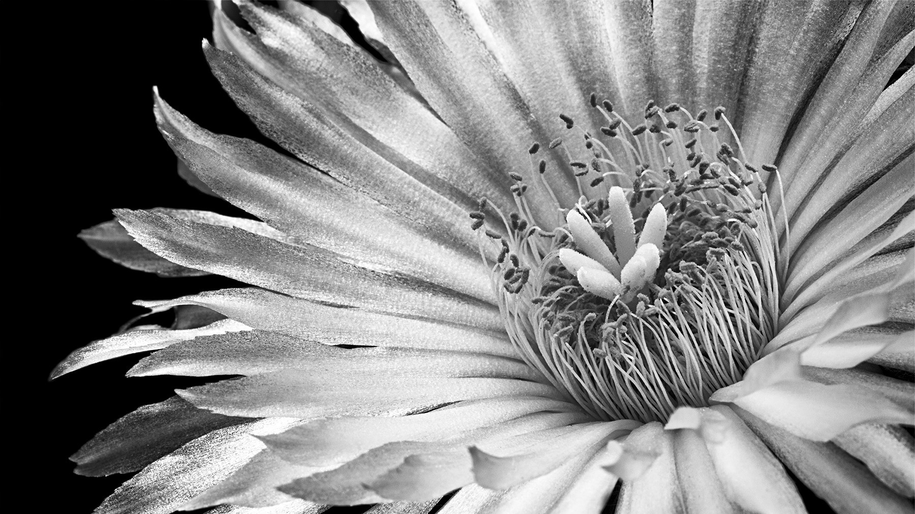 Birds, bees and the power of sex appeal: The ribald lives of flowers