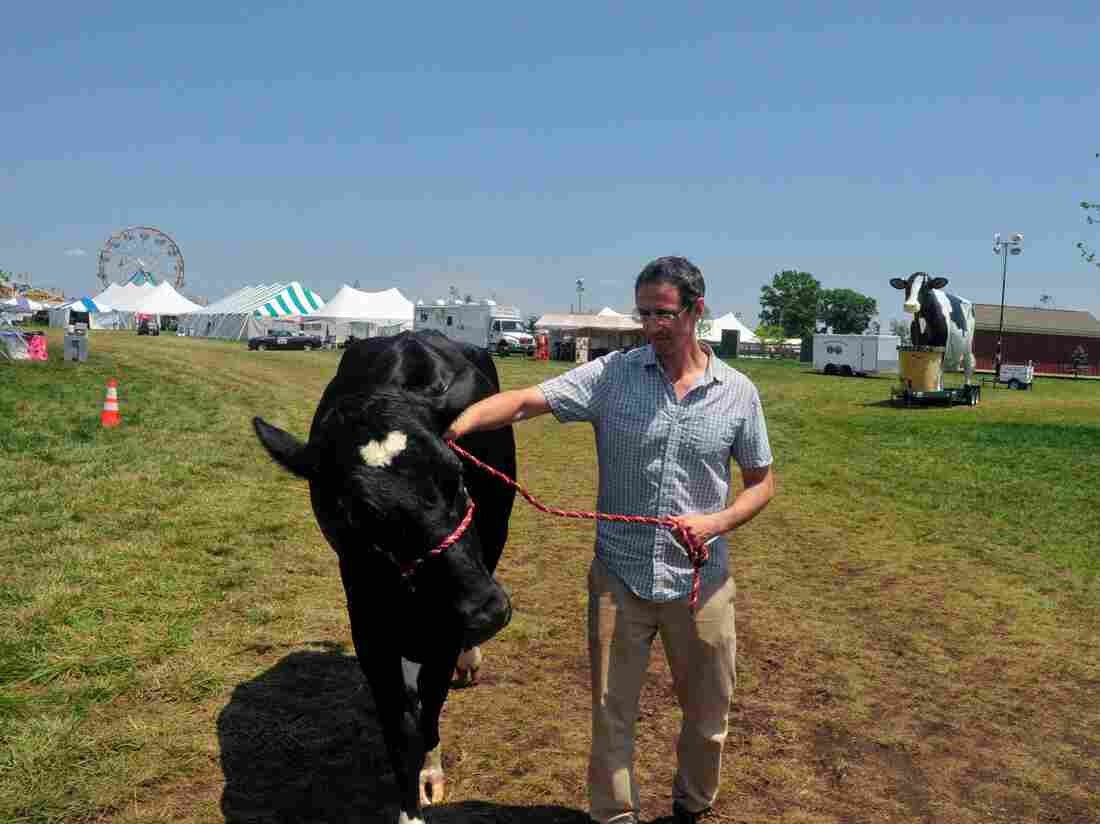 Goldstein has no idea how to hold a cow.