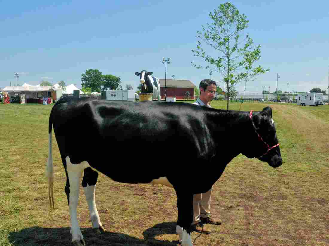 Reporter and cow: a profile.