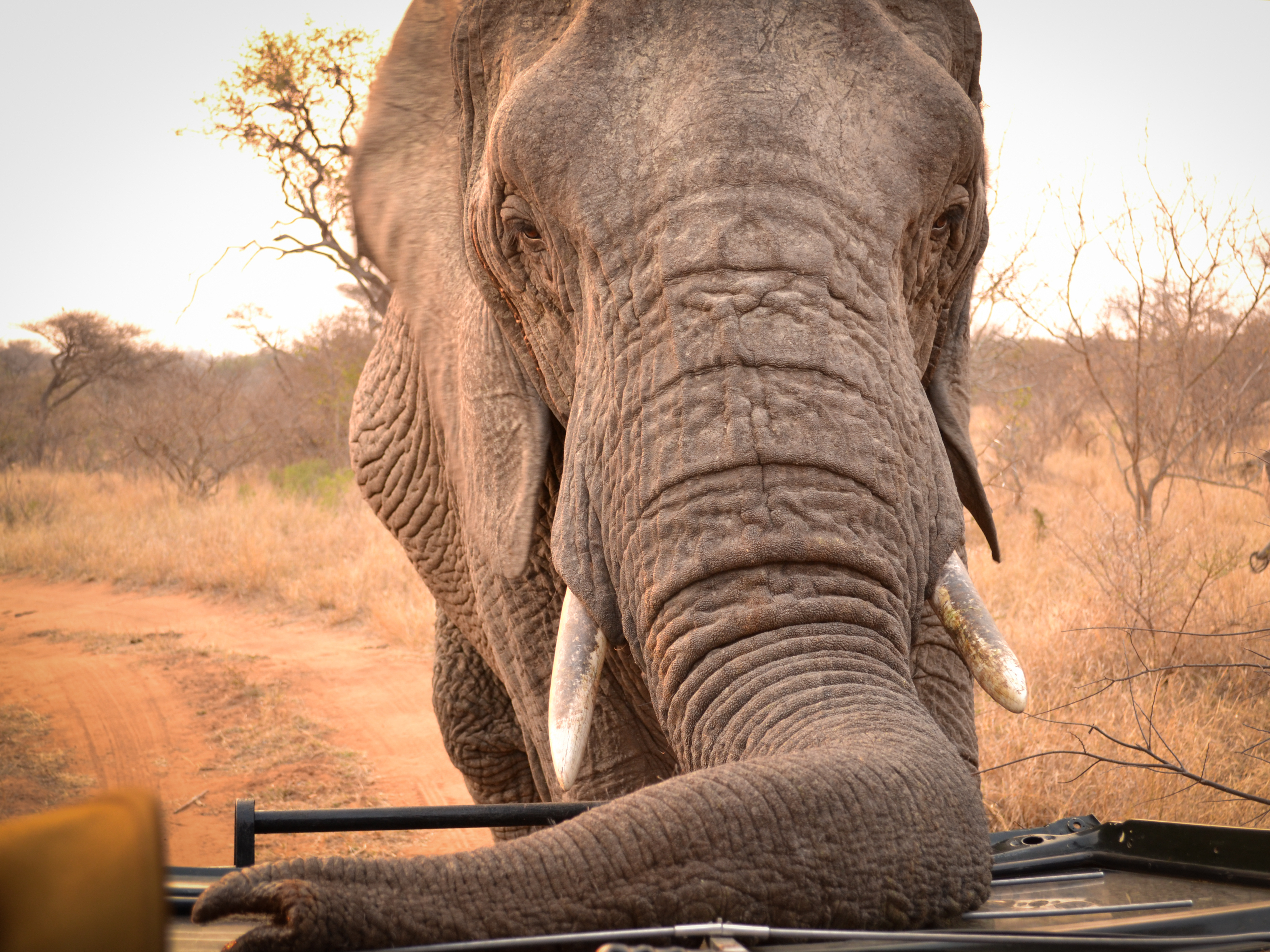 An elephant in South African offers an up-close glimpse of its prodigious instrument. According to Sean Hensman of Adventures with Elephants, trunks like this one could help the U.S. Army develop a better landmine sensor. (Barcroft Media/Landov)