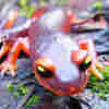 Scientists Urge Ban On Salamander Imports To U.S. To Keep Fungus At Bay