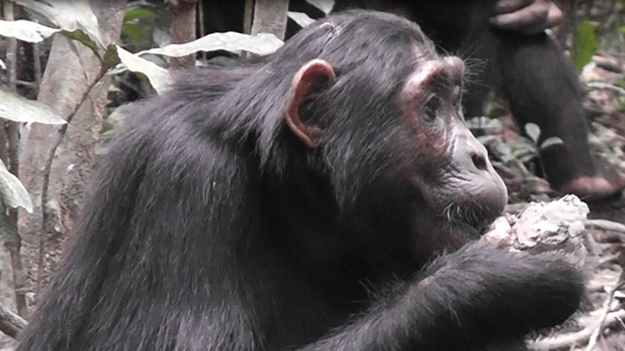 go ape over diets chimps detox too