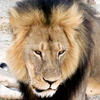 Death Of Beloved Lion Heats Up Criticism Of Big Game Hunting