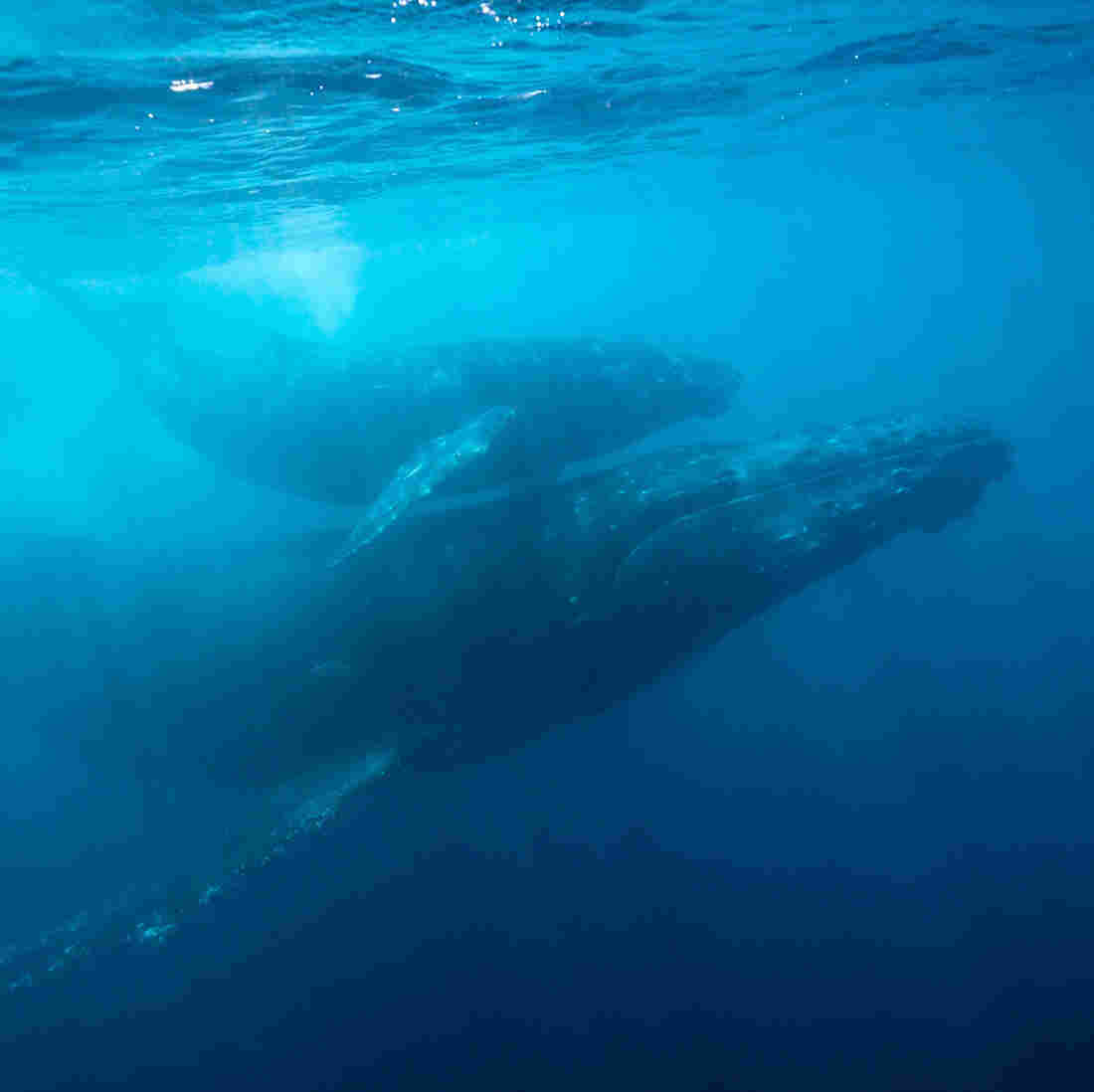 Most Humpback Whales Off Endangered List In 'Ecological Success Story
