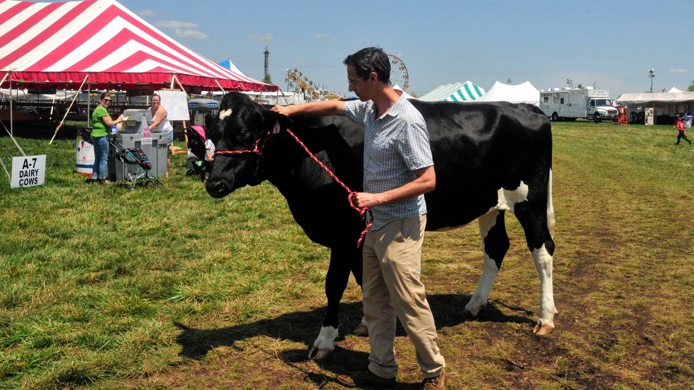 Episode 644 How Much Does This Cow Weigh? Money NPR