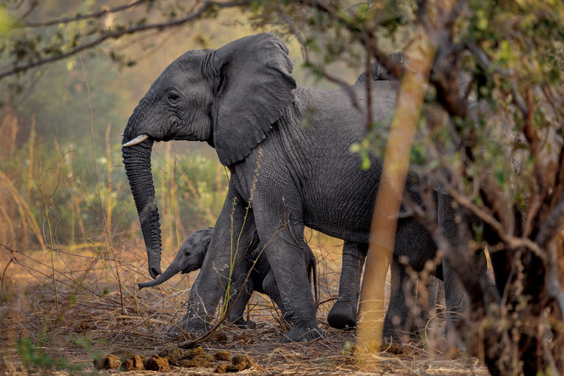 Éléphant | Obsidienne Argenté main image 1